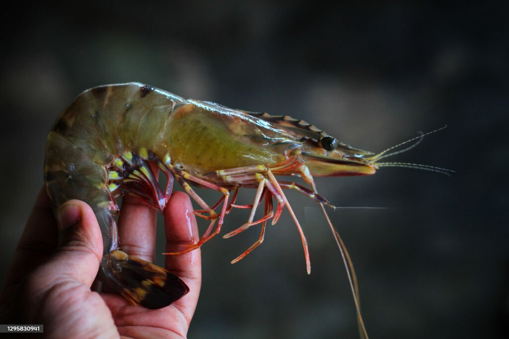 Udang